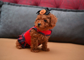 Korekan toy poodle yavrularımız